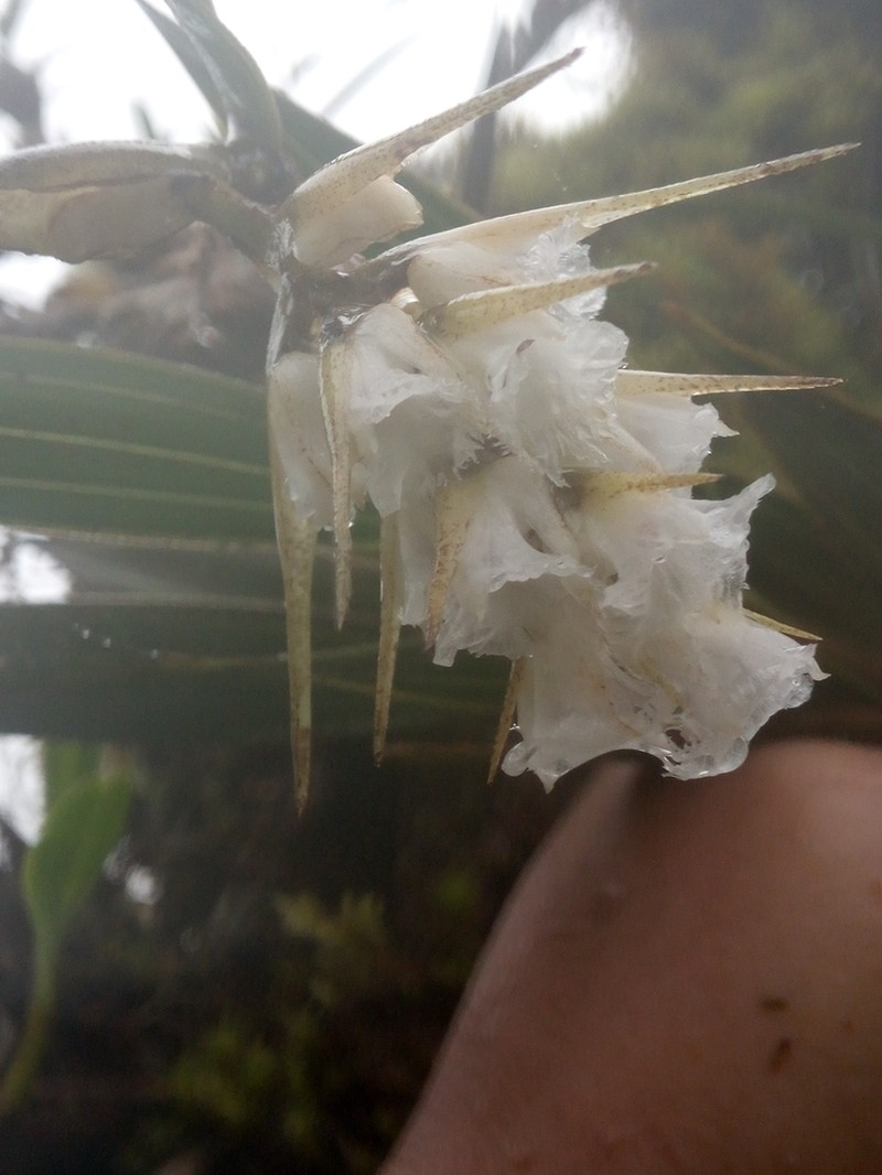 Elleanthus loxensis photo 4
