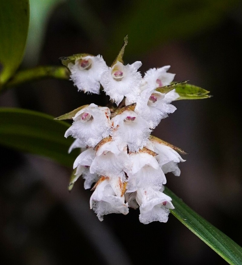 Elleanthus loxensis photo 5