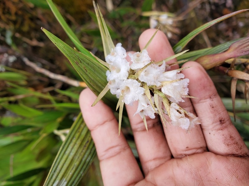 Elleanthus loxensis photo 6