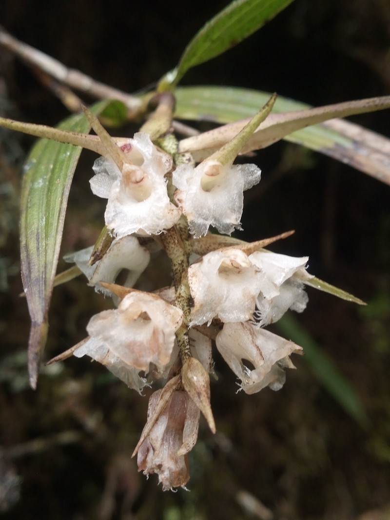 Elleanthus loxensis photo 7
