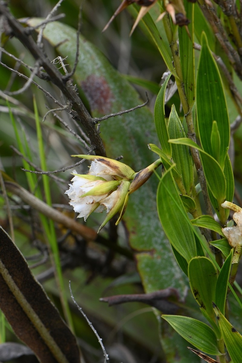 Elleanthus loxensis photo 8