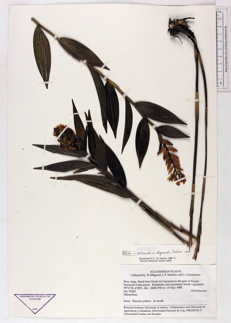 Elleanthus ollgaardii