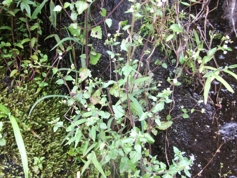 Ellenbergia glandulata