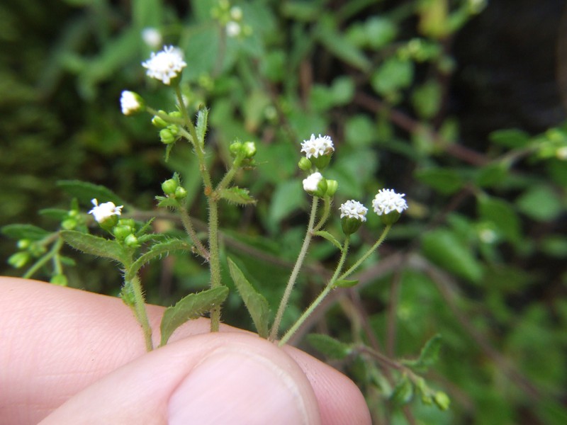 Ellenbergia glandulata photo 3
