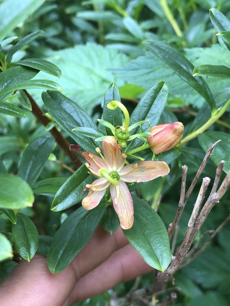 Copperbush