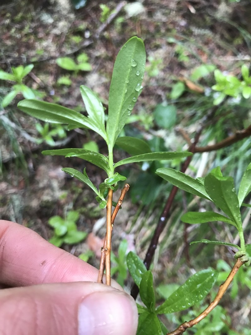 Copperbush photo 3