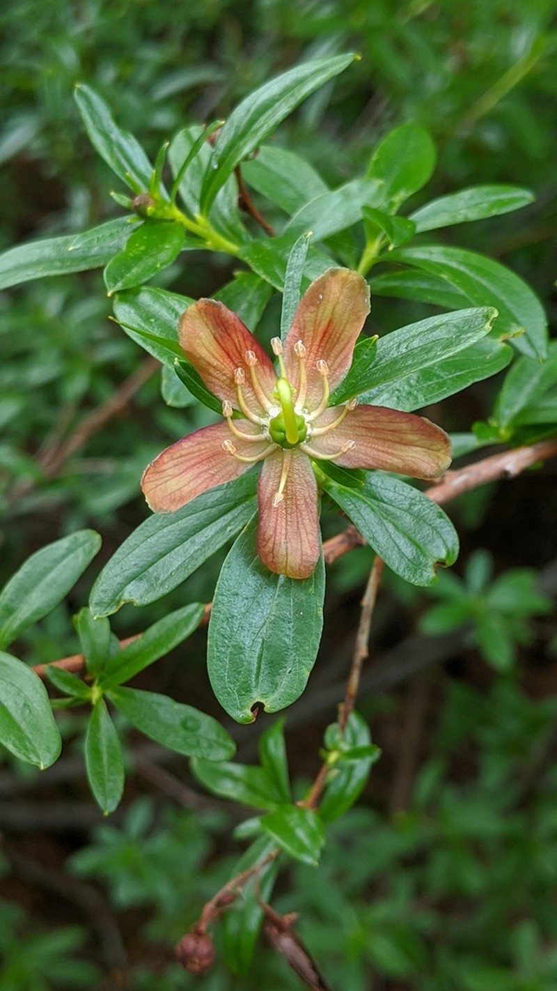 Copperbush photo 4