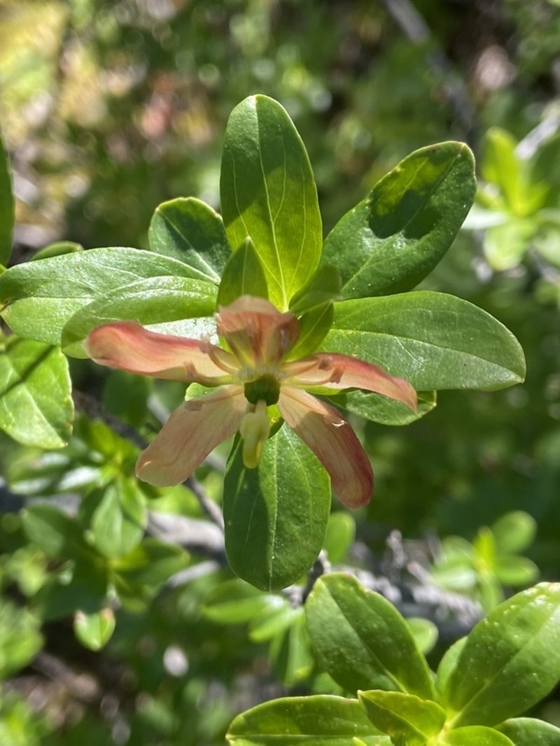 Copperbush photo 5