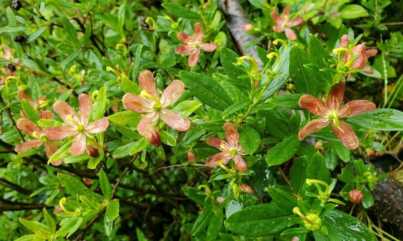 Copperbush photo 6