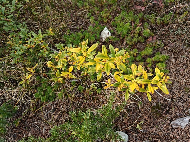 Copperbush photo 7