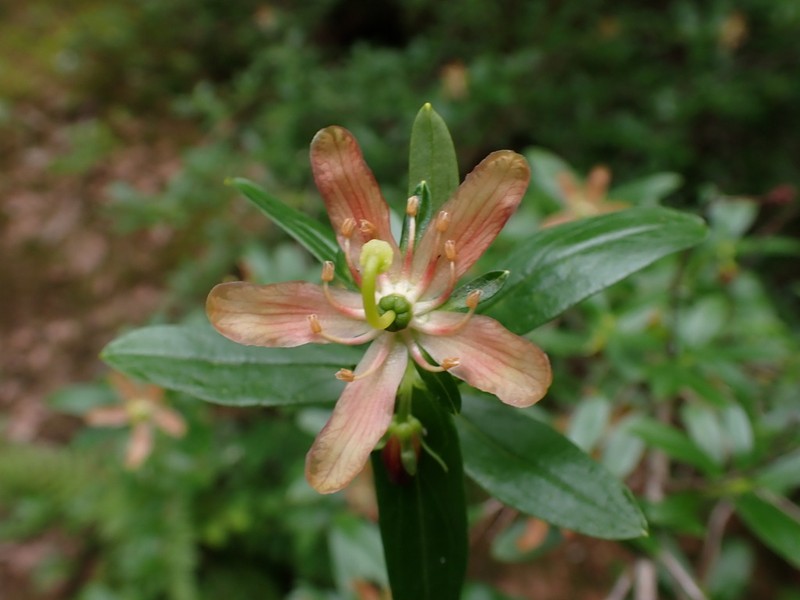 Copperbush photo 8