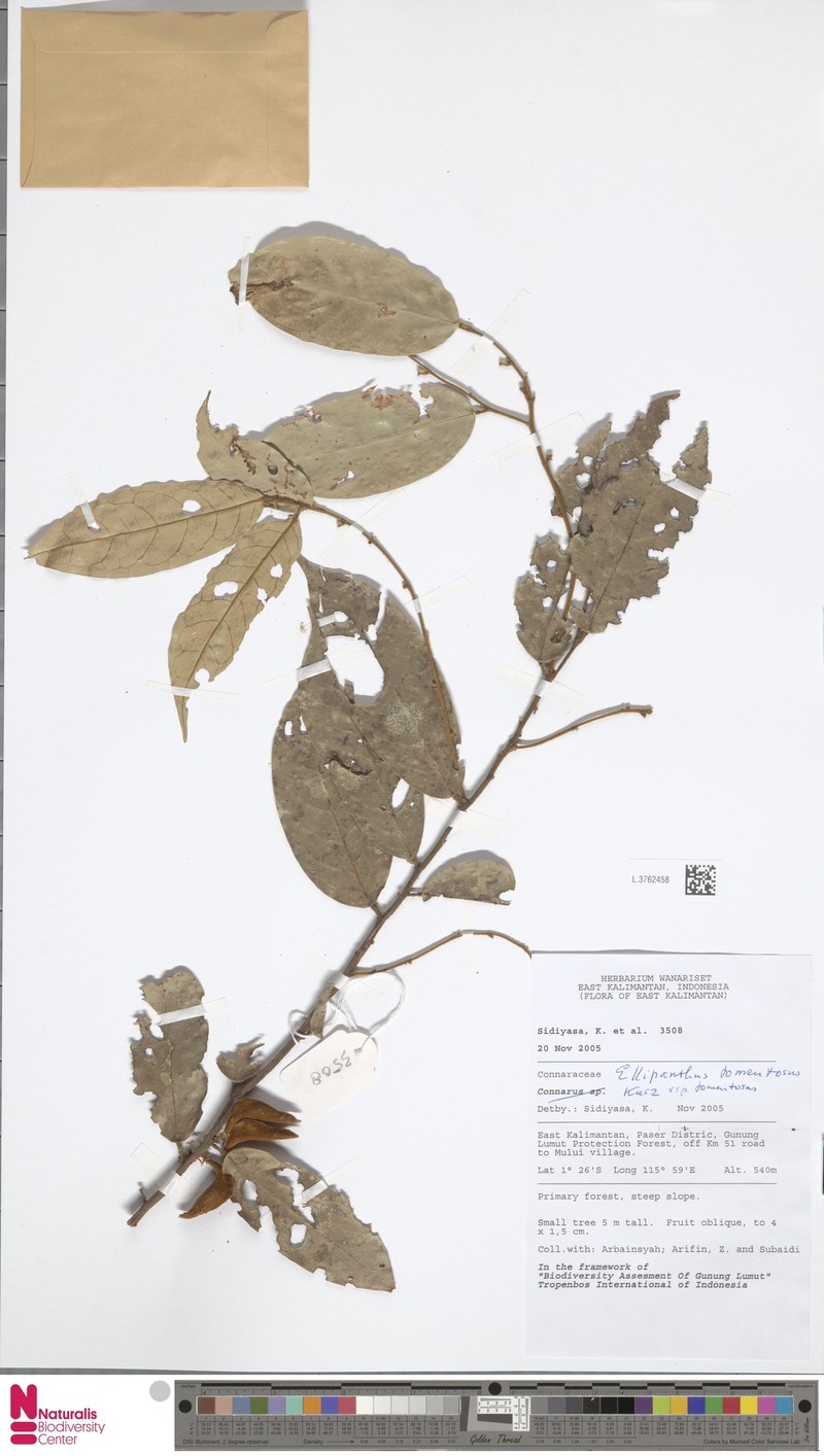 Ellipanthus tomentosus subsp. tomentosus