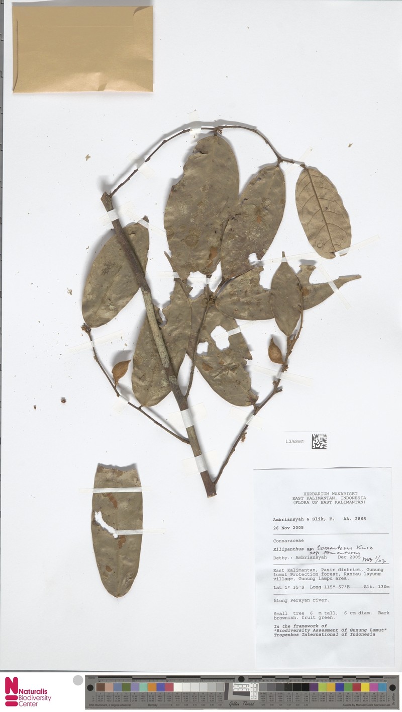 Ellipanthus tomentosus subsp. tomentosus photo 2