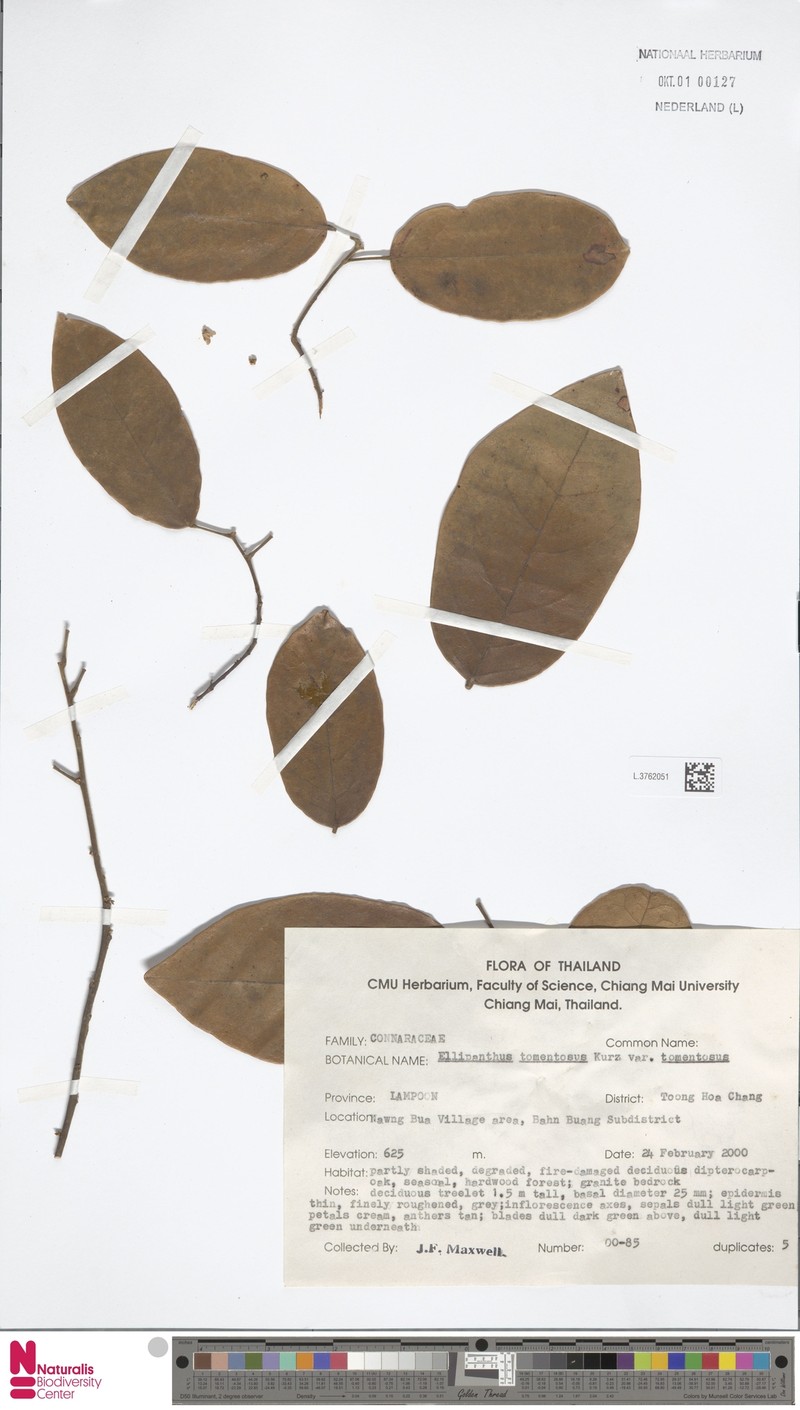 Ellipanthus tomentosus subsp. tomentosus photo 3