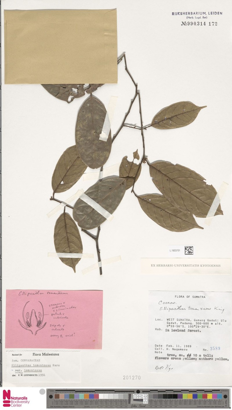 Ellipanthus tomentosus subsp. tomentosus photo 4