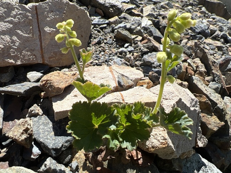 Yellow Coralbells