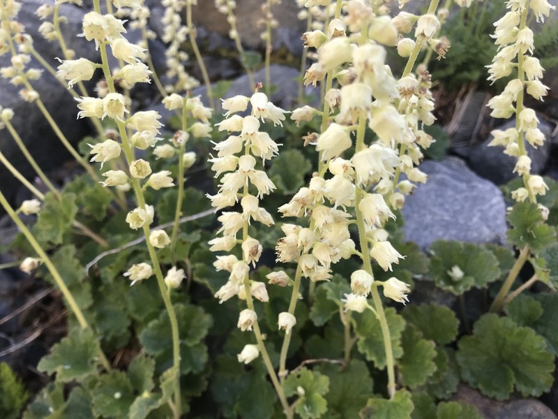 Yellow Coralbells photo 2