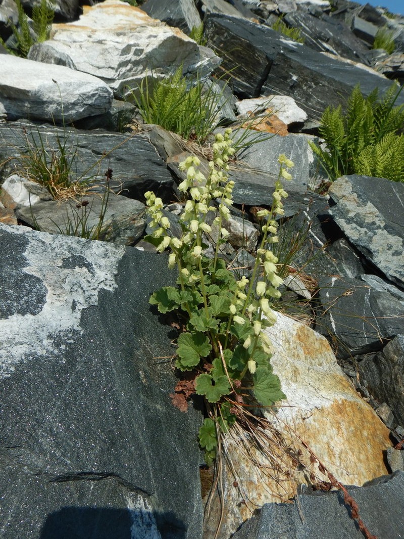 Yellow Coralbells photo 3