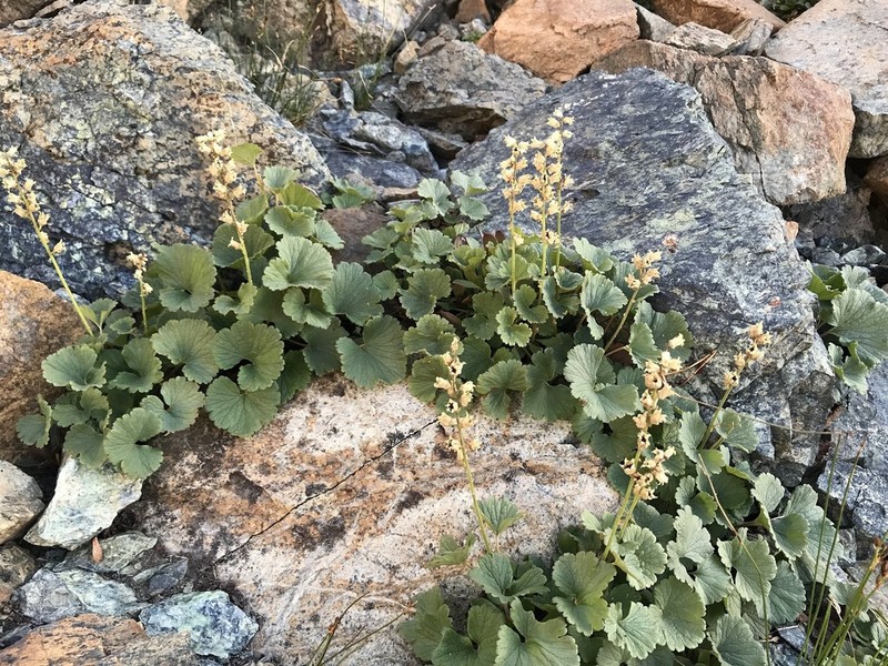 Yellow Coralbells photo 4