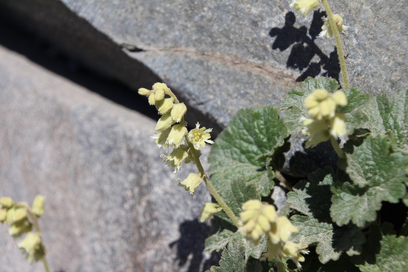 Yellow Coralbells photo 5