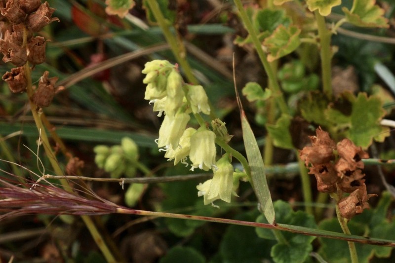 Yellow Coralbells photo 6