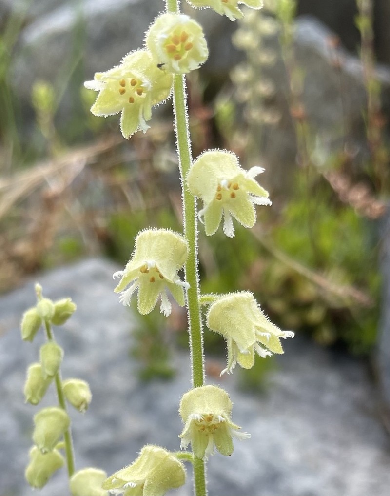 Yellow Coralbells photo 8