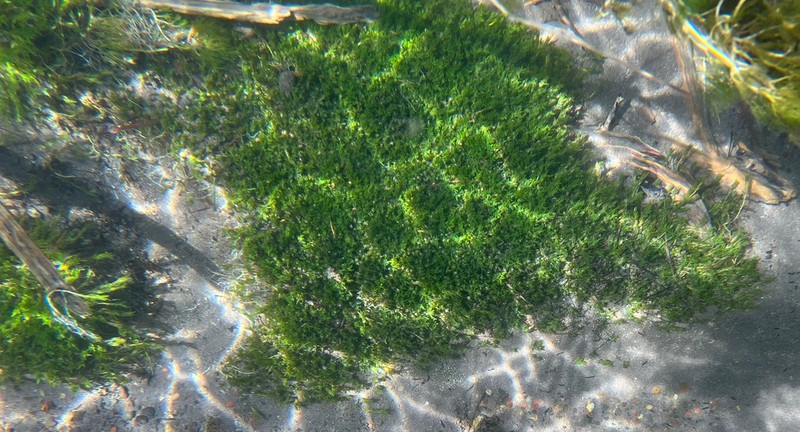 Twoleaf Waterweed