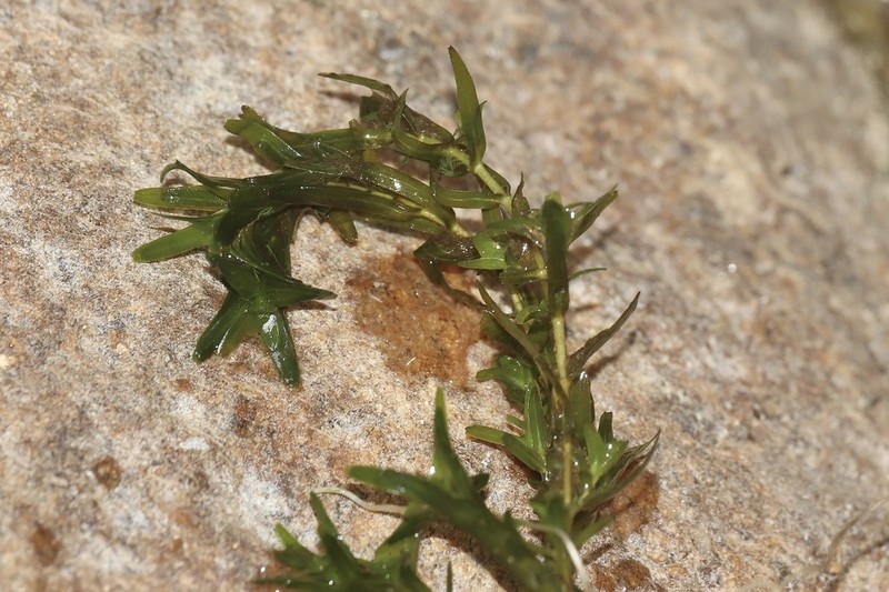 Twoleaf Waterweed photo 3