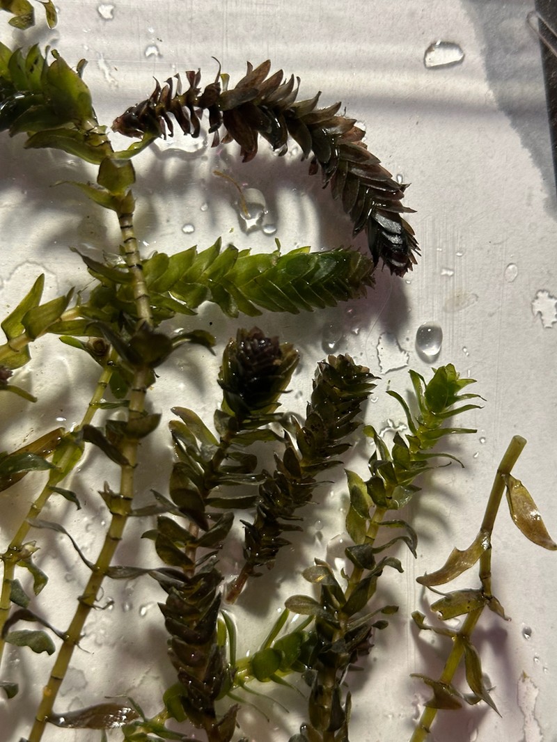 Twoleaf Waterweed photo 5