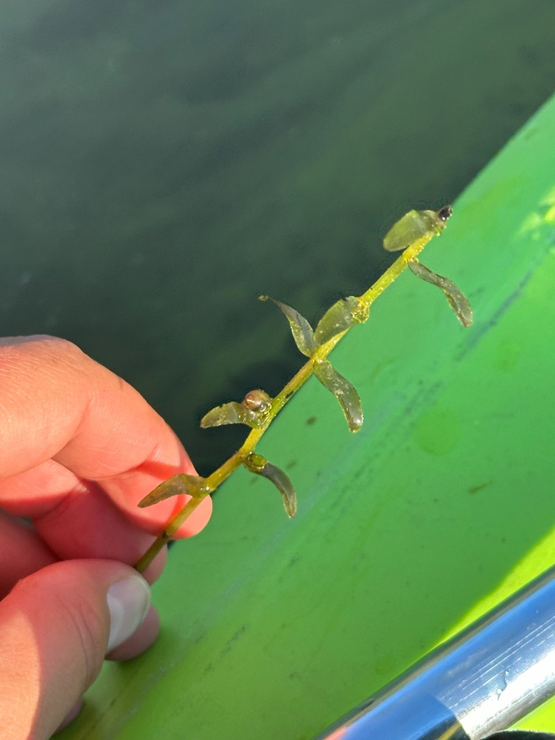 Twoleaf Waterweed photo 6