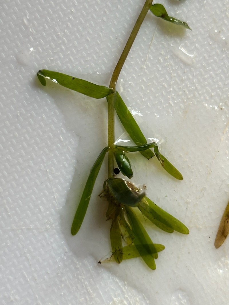 Twoleaf Waterweed photo 7