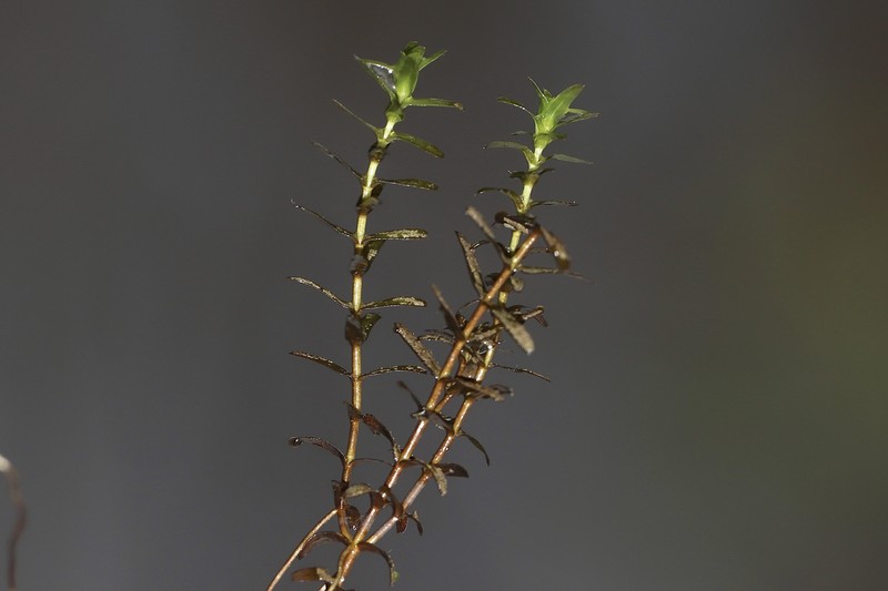 Twoleaf Waterweed photo 8