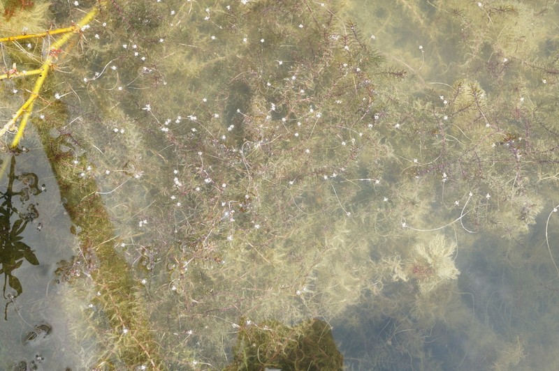 Canadian Waterweed
