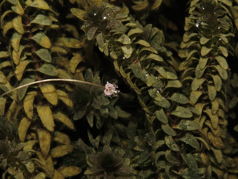 Canadian Waterweed photo 2