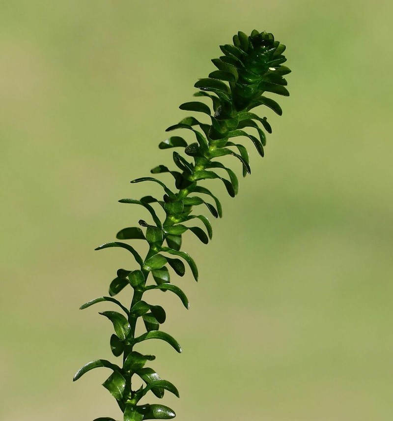 Canadian Waterweed photo 3