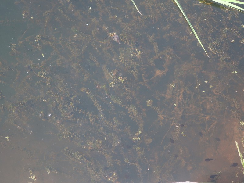 Canadian Waterweed photo 5