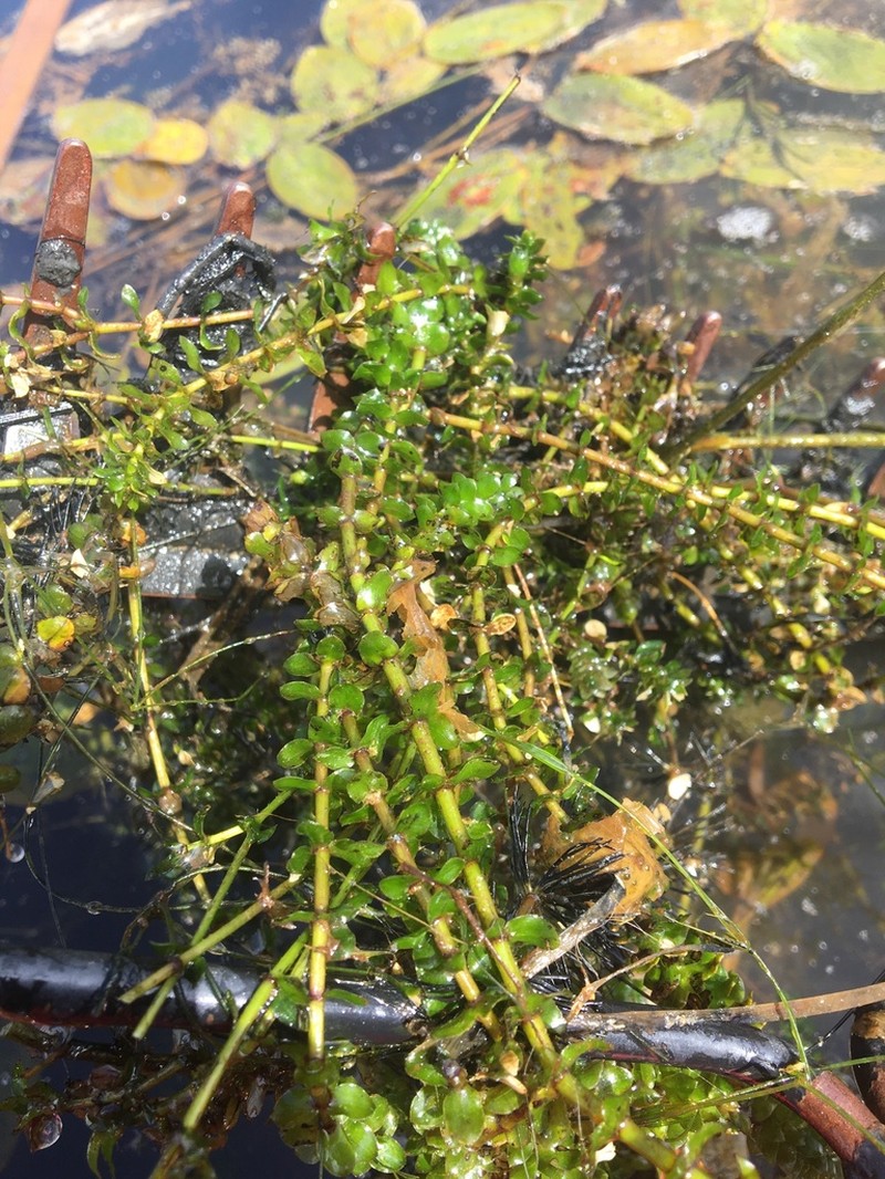 Canadian Waterweed photo 7