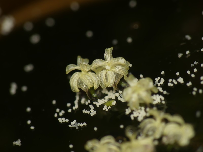 Canadian Waterweed photo 8