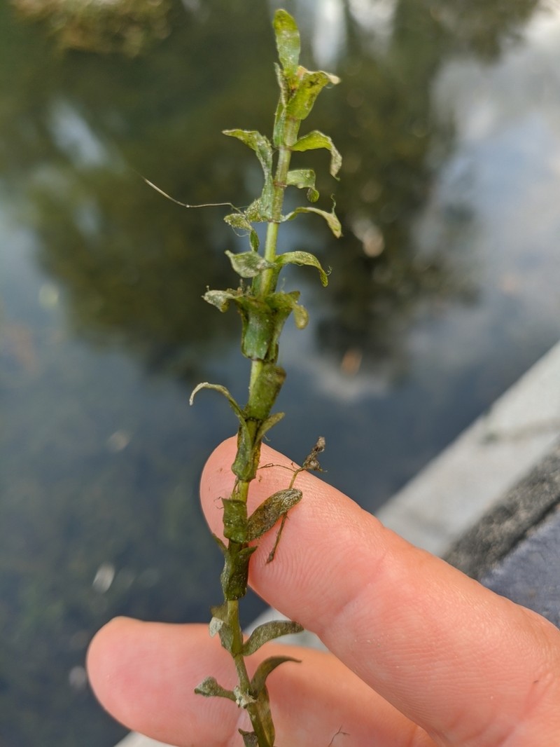 Schweinitz's Waterweed photo 4