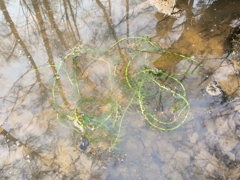 Schweinitz's Waterweed photo 6