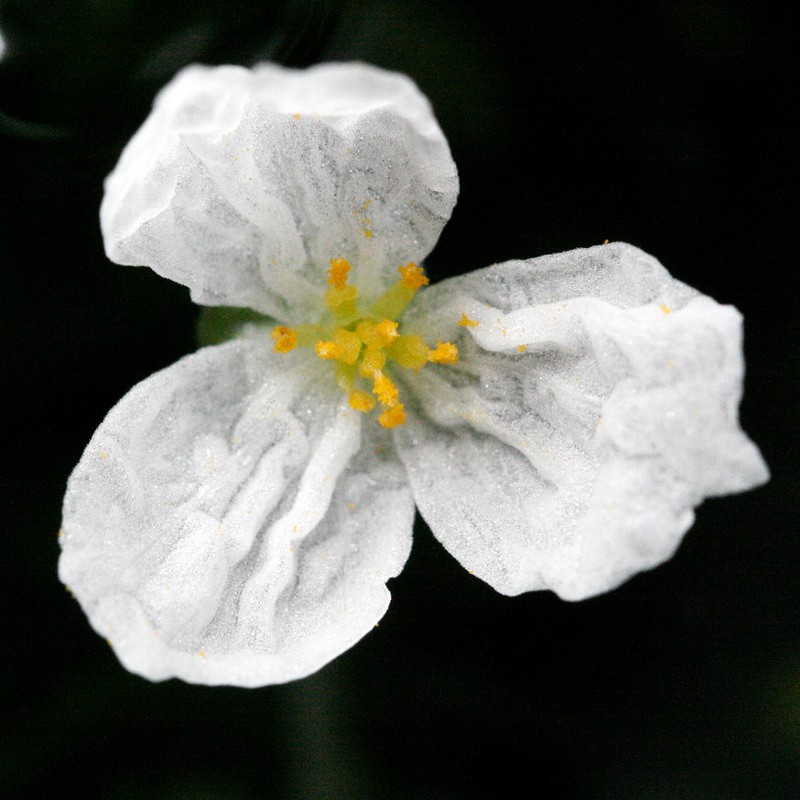 Brazilian Waterweed photo 7