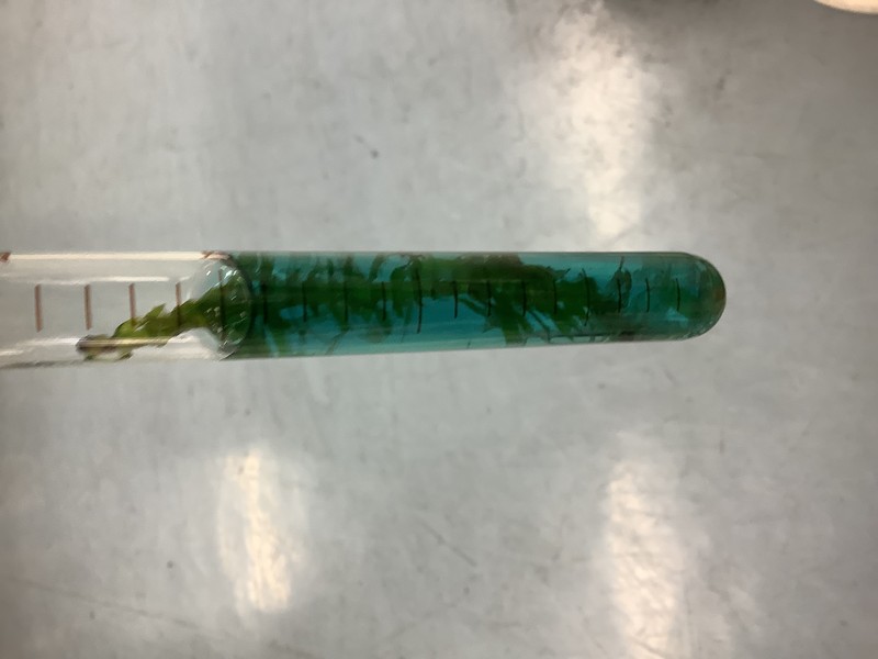 Brazilian Waterweed photo 8