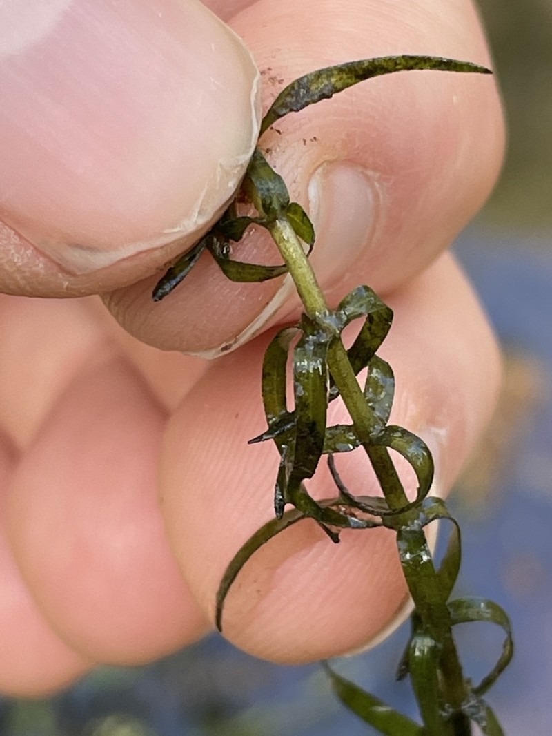 Western Waterweed