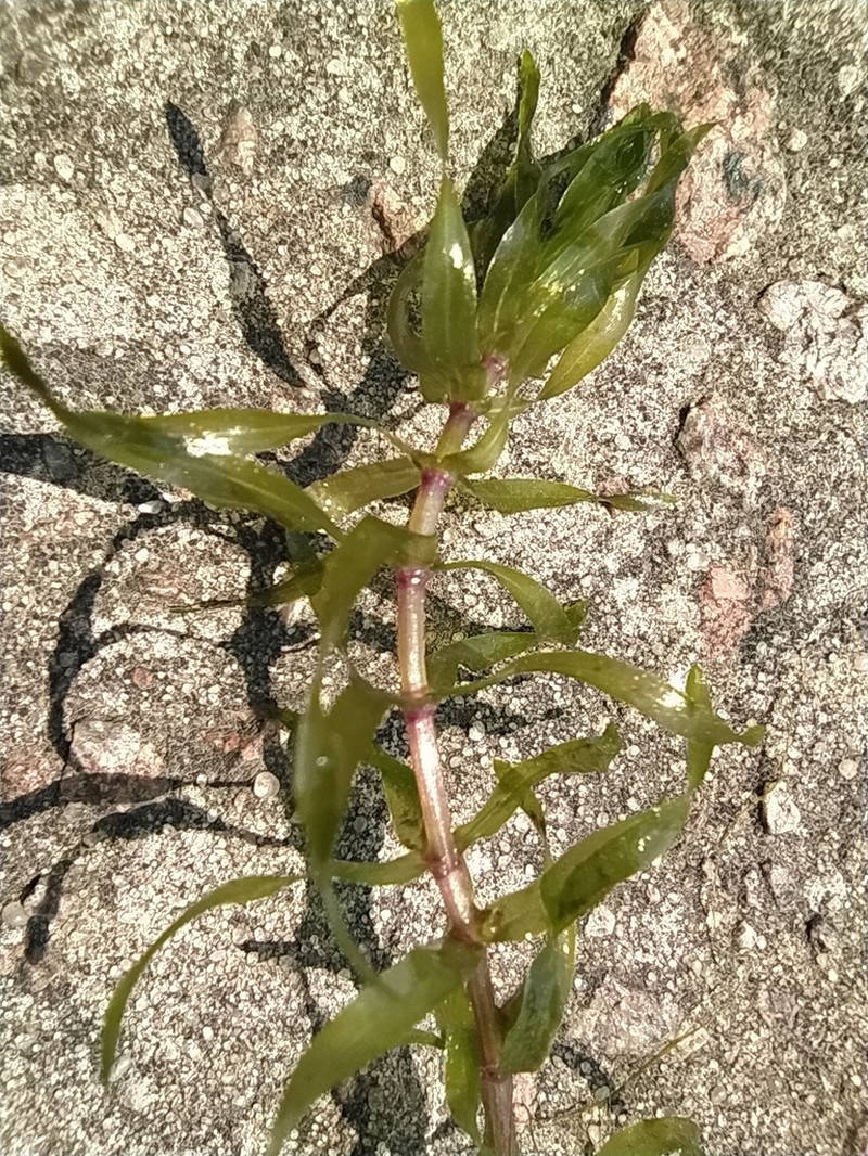 Western Waterweed photo 2