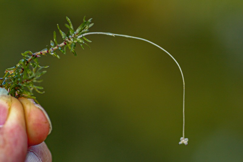 Western Waterweed photo 3