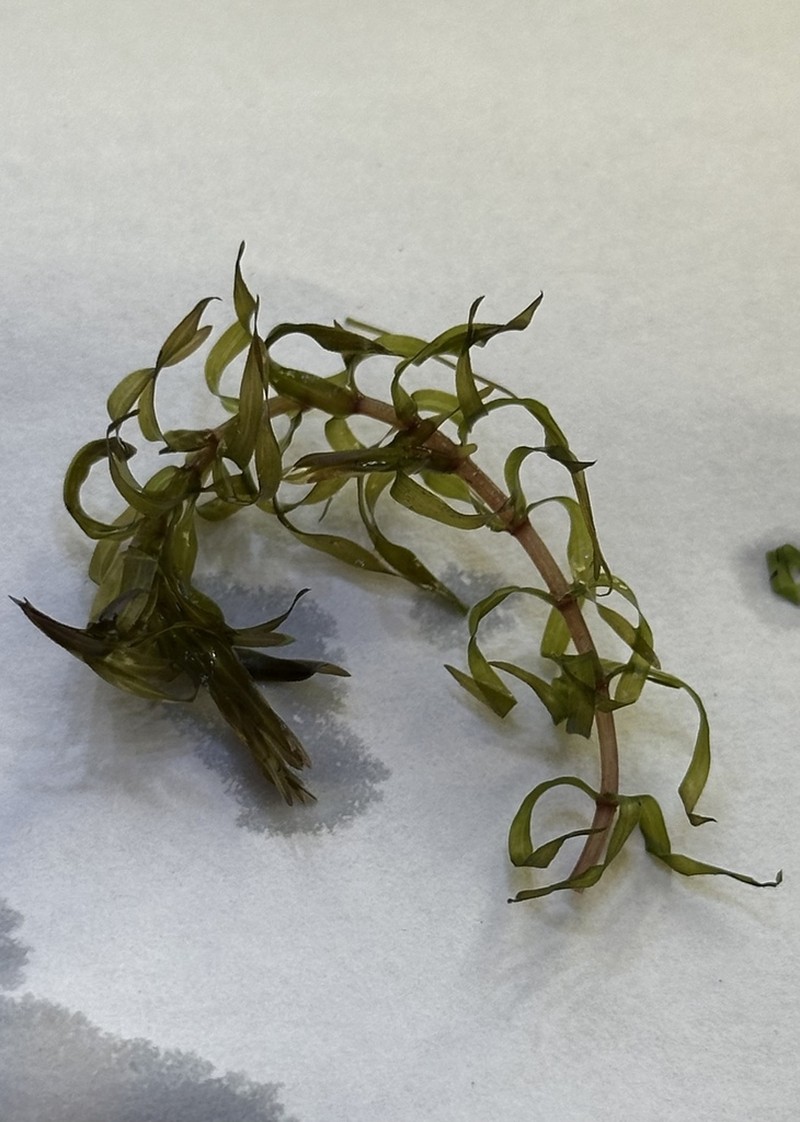 Western Waterweed photo 4