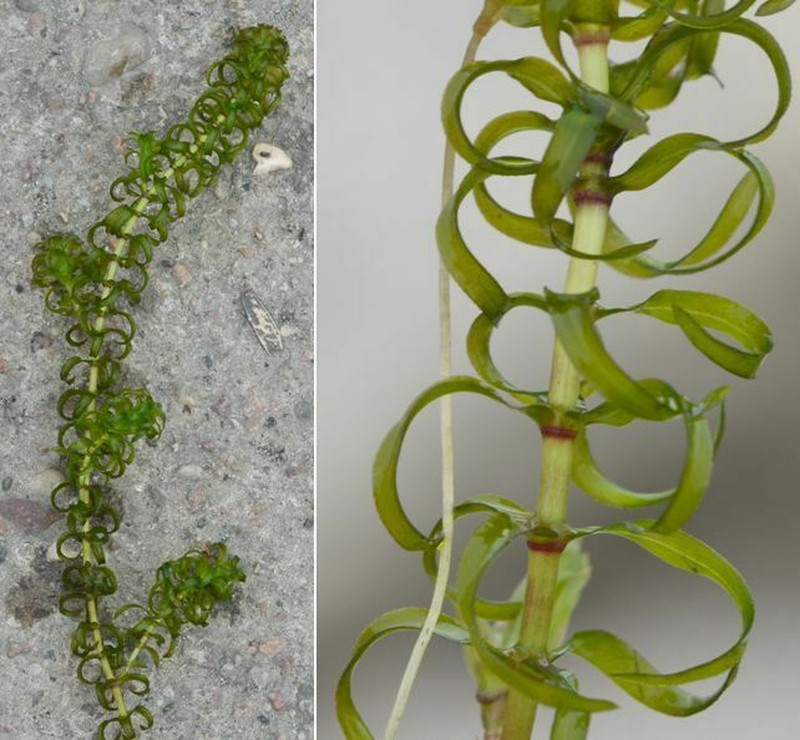 Western Waterweed photo 5