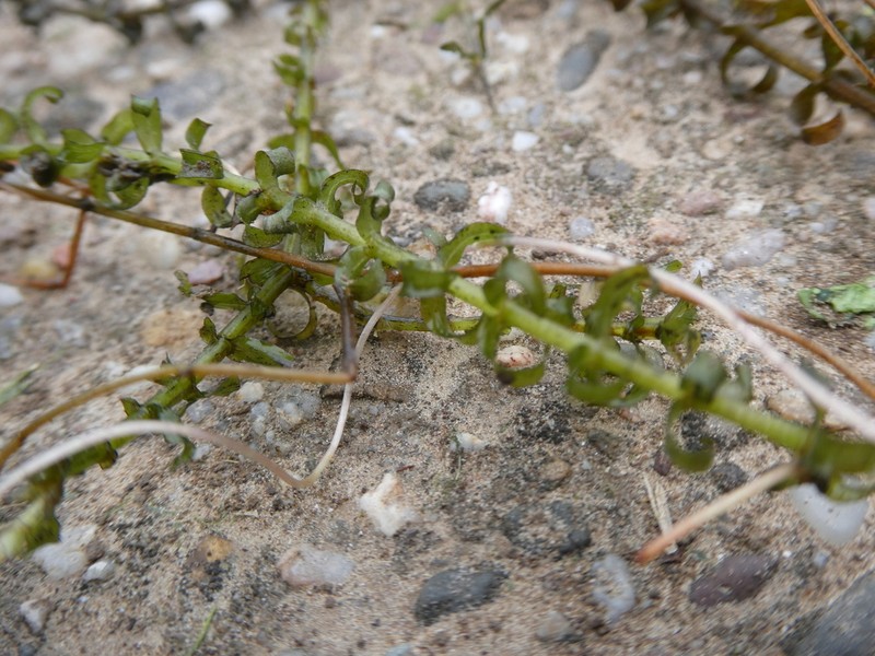 Western Waterweed photo 6
