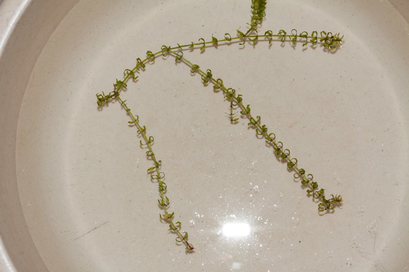 Western Waterweed photo 7