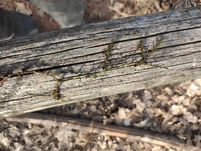 Western Waterweed photo 8